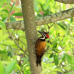 wood pecker