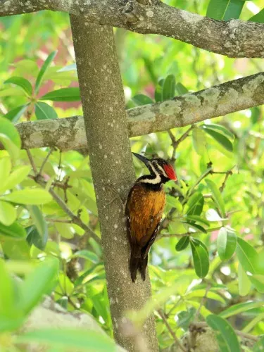 wood pecker