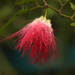 brush flower