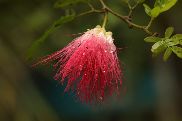 brush flower